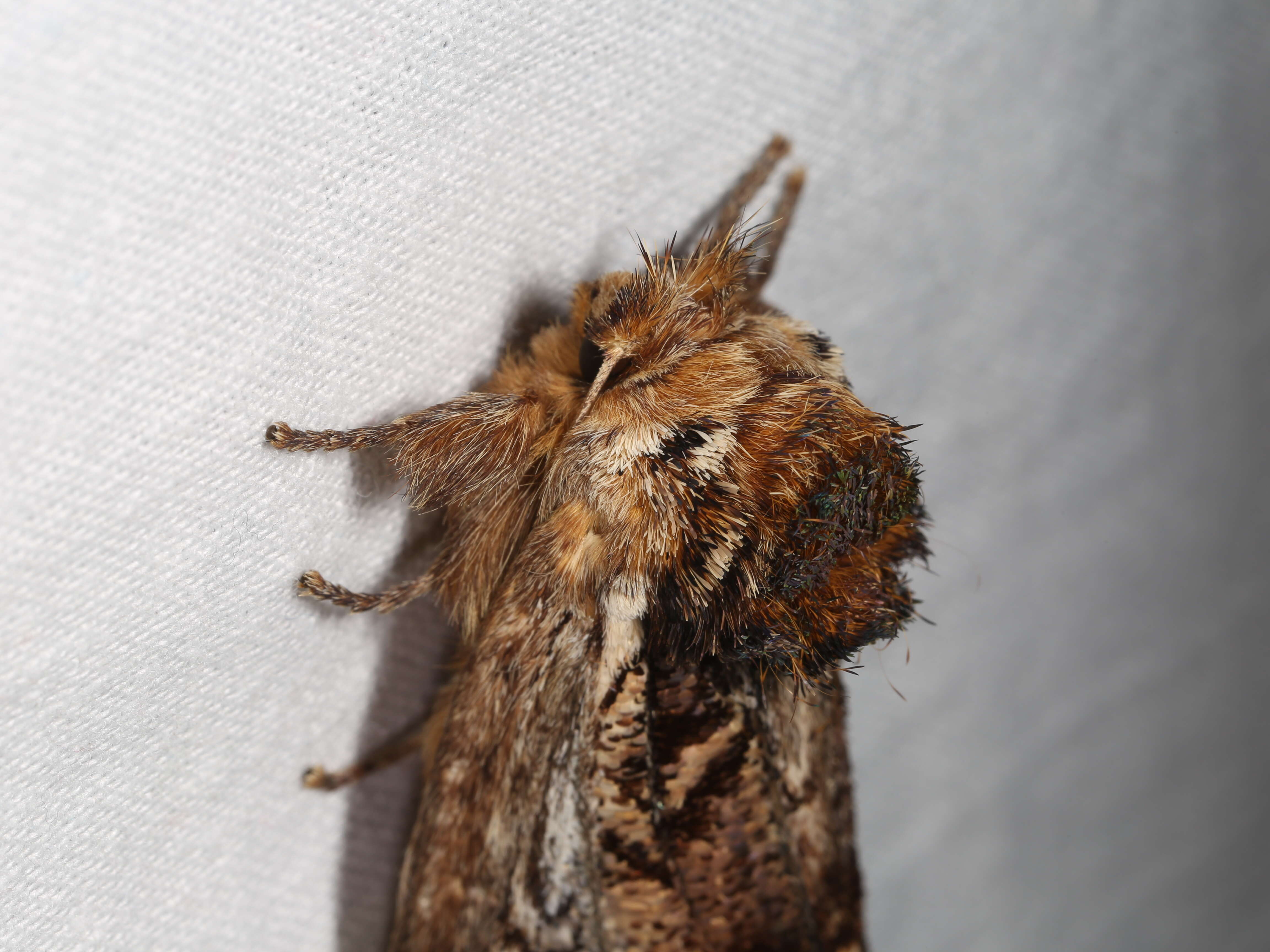 Hylaeora eucalypti Doubleday 1848 resmi