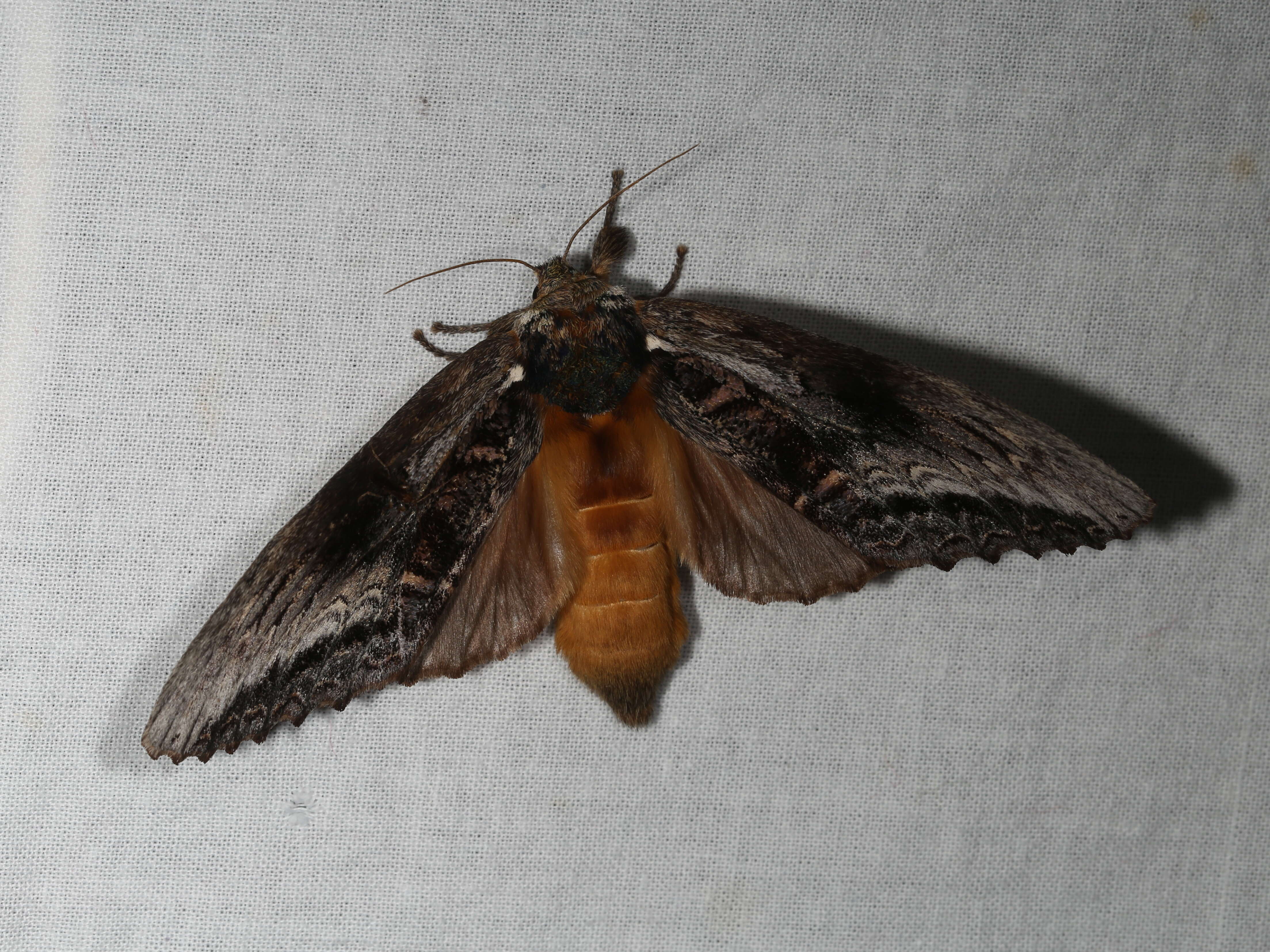 Image of Hylaeora eucalypti Doubleday 1848