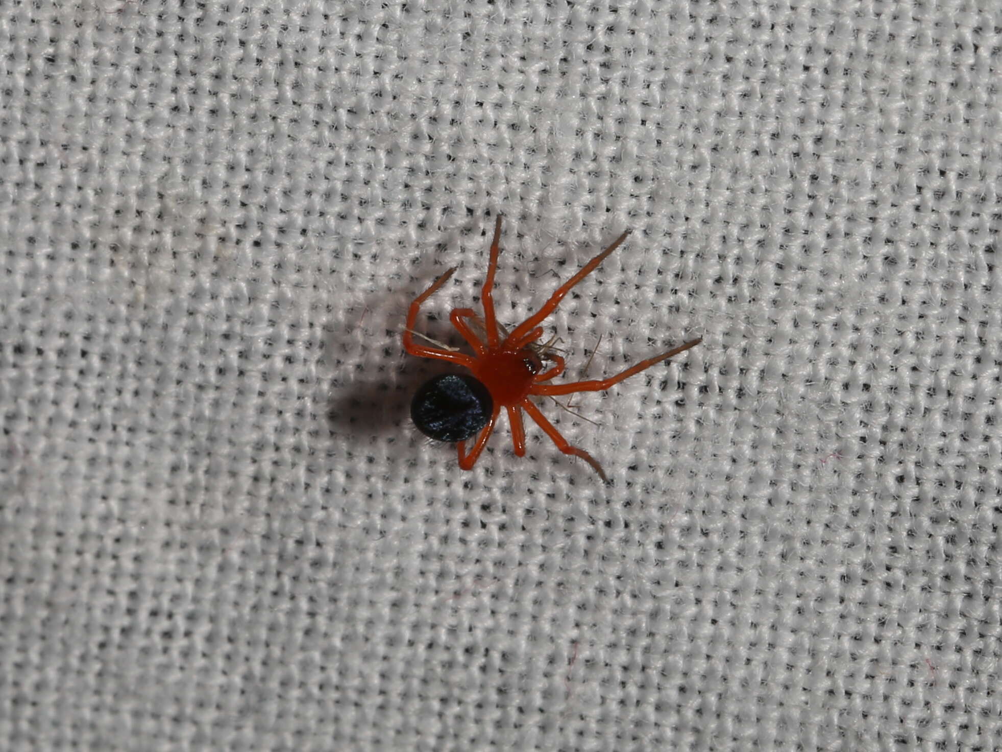 Image of Red-and-black spider