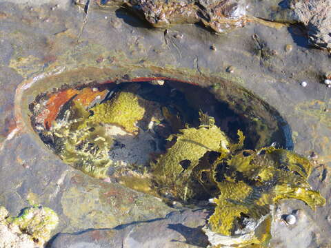 Image of Leathery yellow brown kelp