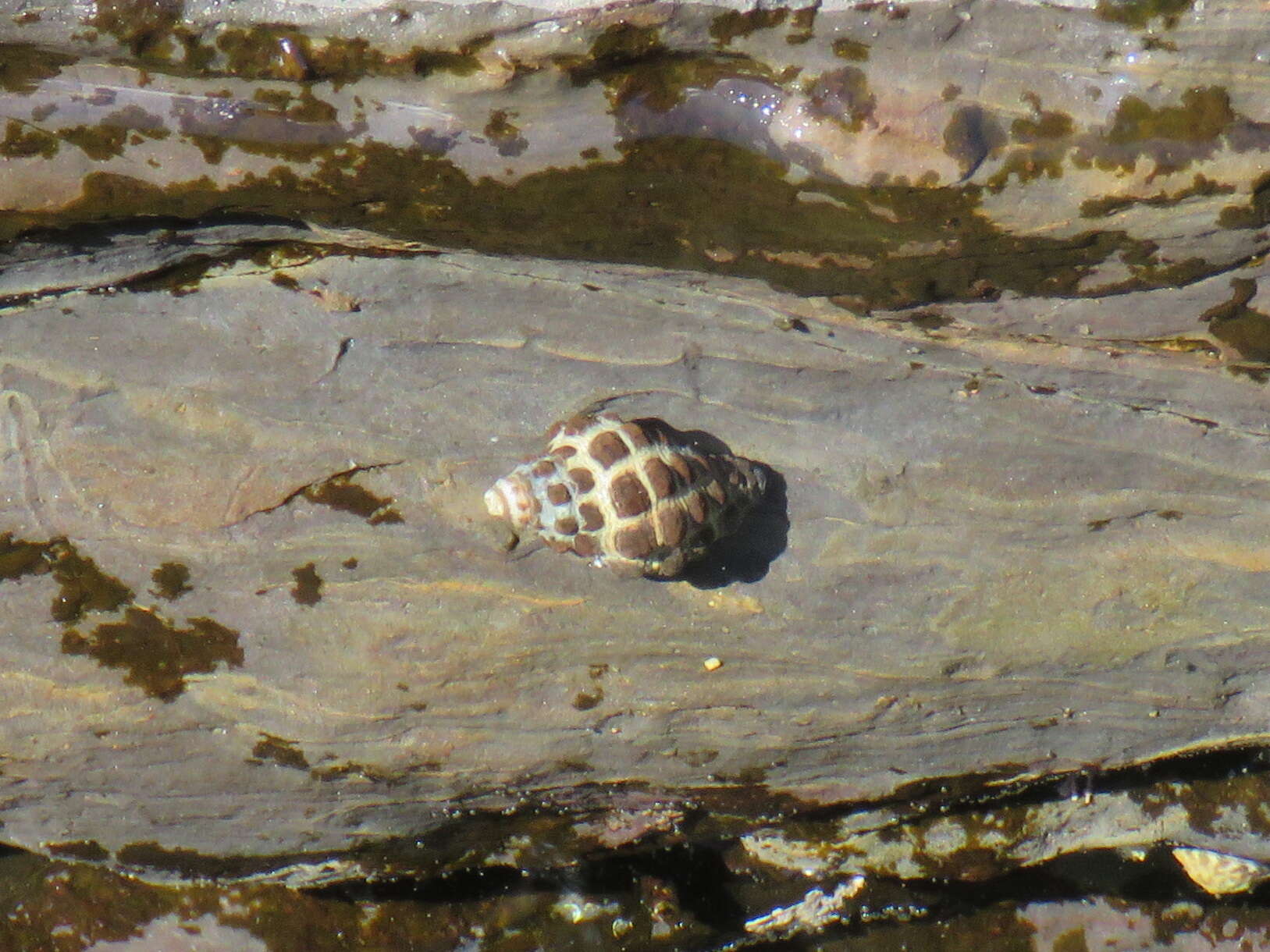 Image of Morula marginalba