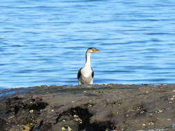 Image of Little Pied Cormorant