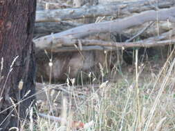 Image of Bare-nosed Wombats