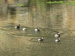 Image of Australasian Grebe