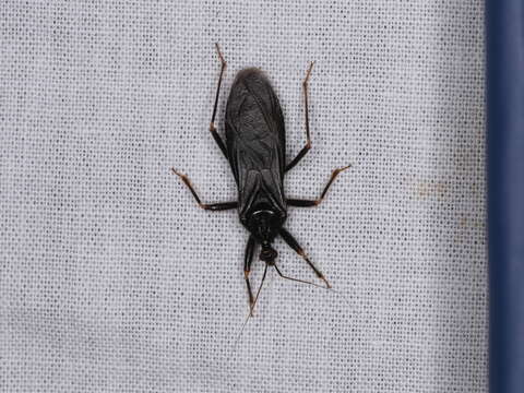 Image of Masked Hunter