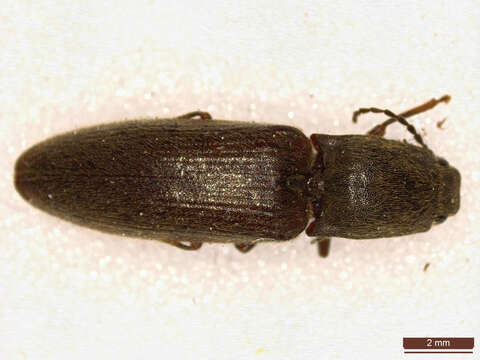 Image of Athous haemorrhoidalis