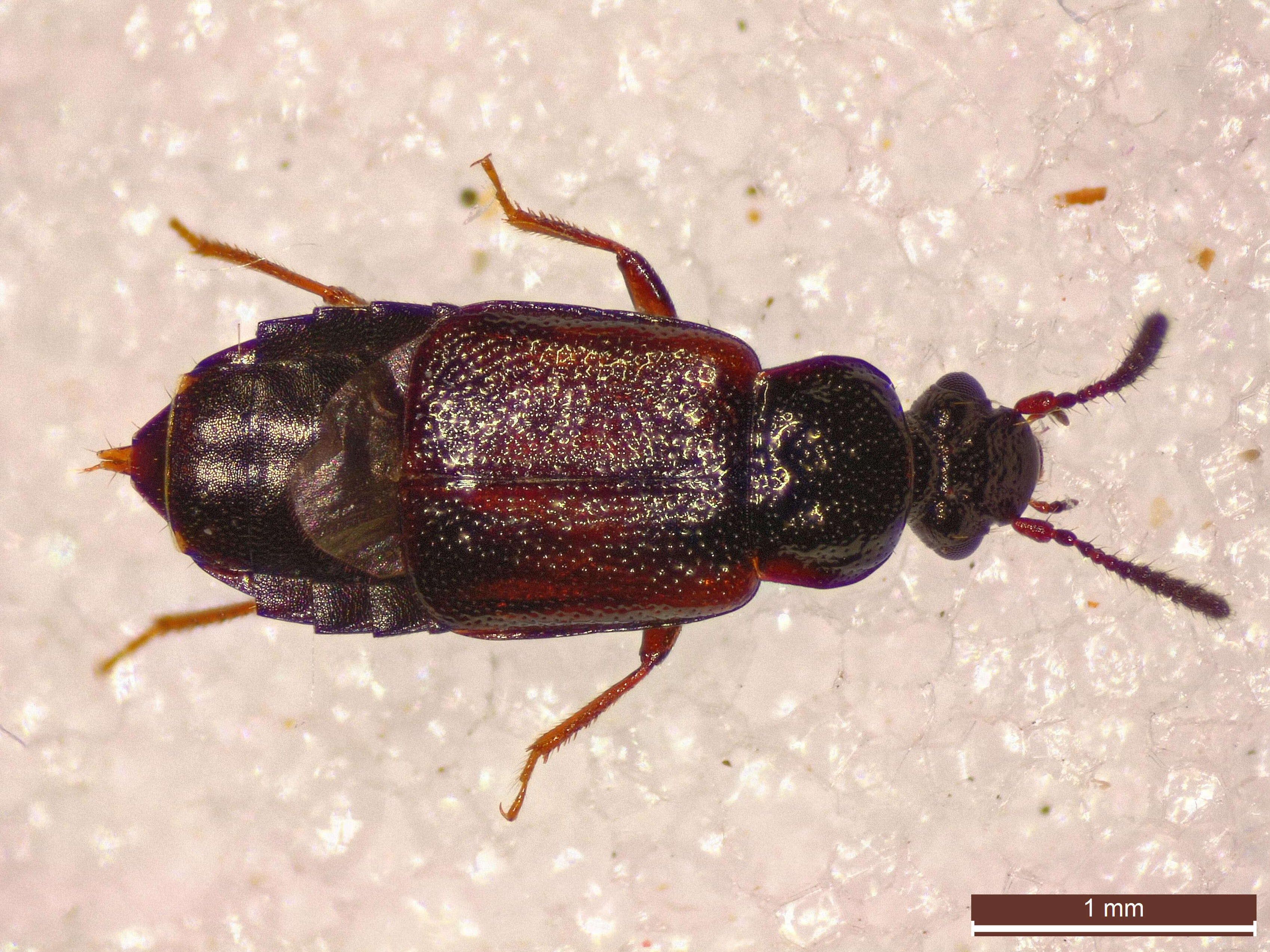 Image of Ocillate rove beetle