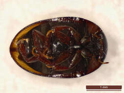 Image of Cercyon (Cercyon) lateralis (Marsham 1802)