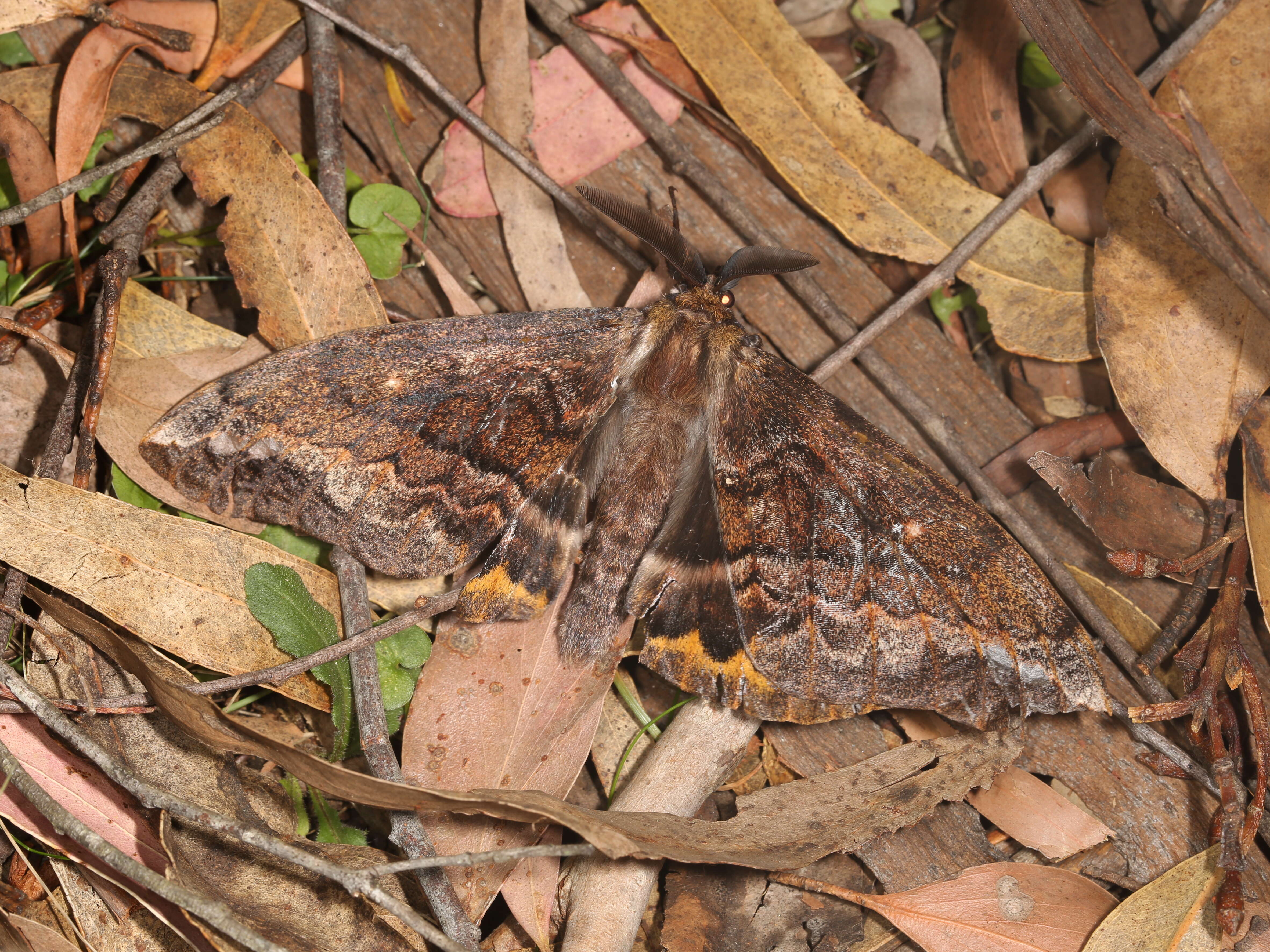 Image of Chelepteryx collesi Gray (1835)