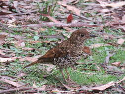 Plancia ëd Zoothera lunulata (Latham 1801)