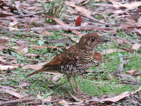 Image of Bassian Thrush