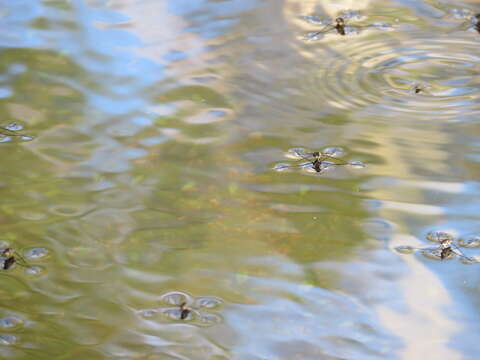 Image of water striders