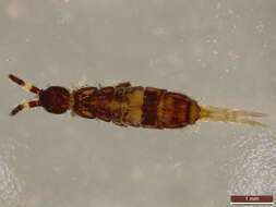 Image of hairy-back girdled springtail