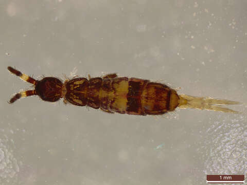 Orchesella cincta (Linnæus & C 1758)的圖片