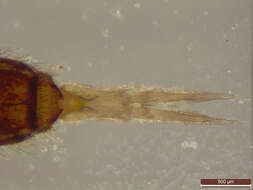 Image of hairy-back girdled springtail