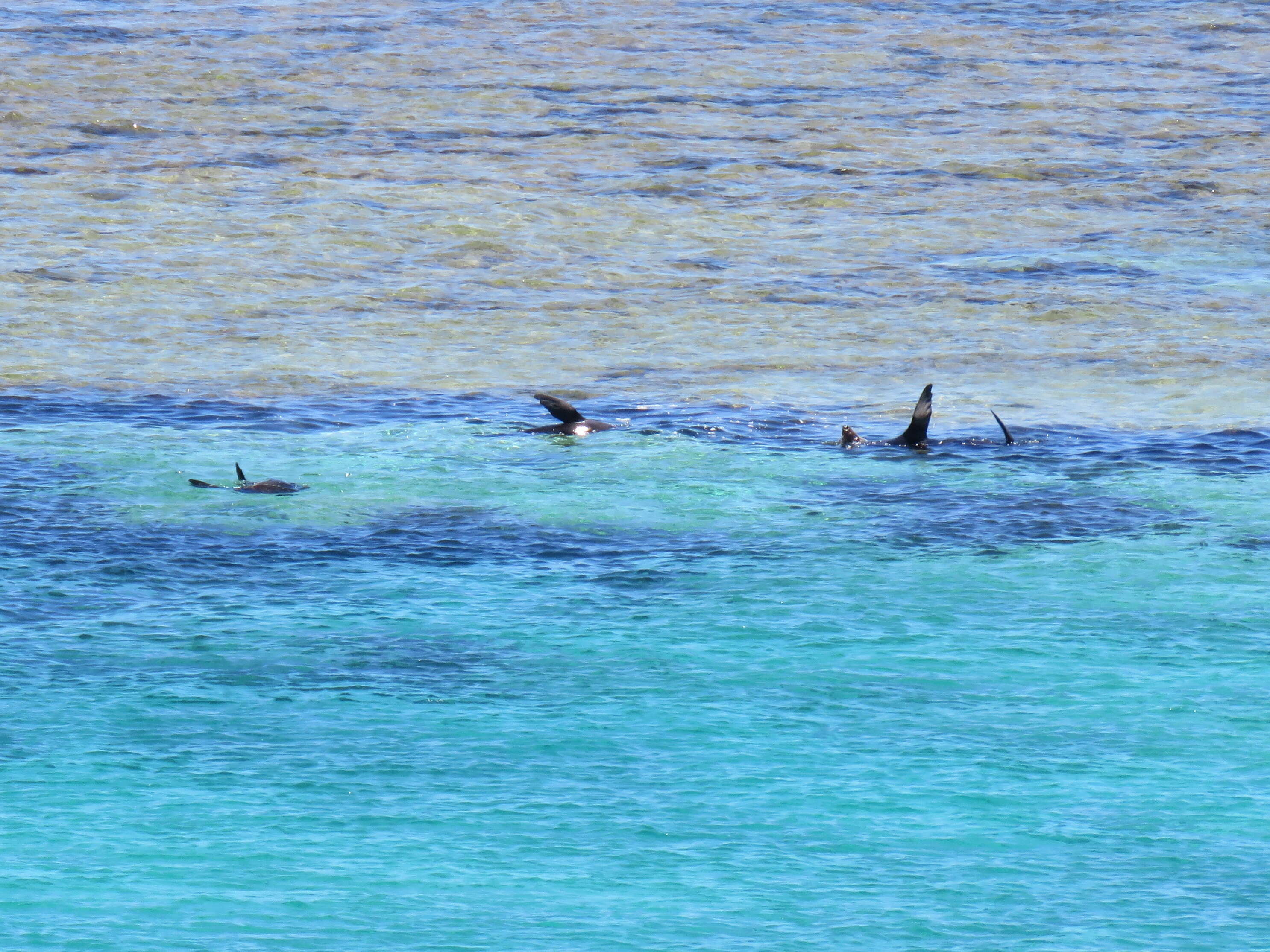 Image of Antipodean Fur Seal