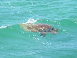 Image of Caretta