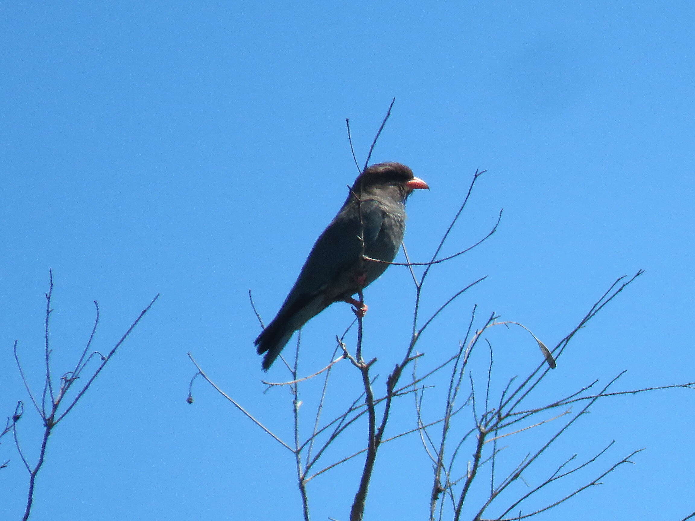 Image of Dollarbird