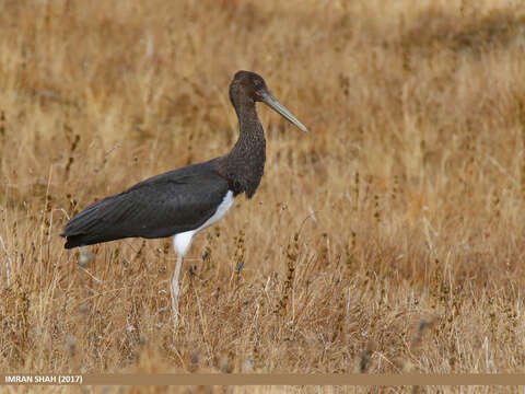 Image of Black Stork