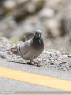 Image of Hill Pigeon