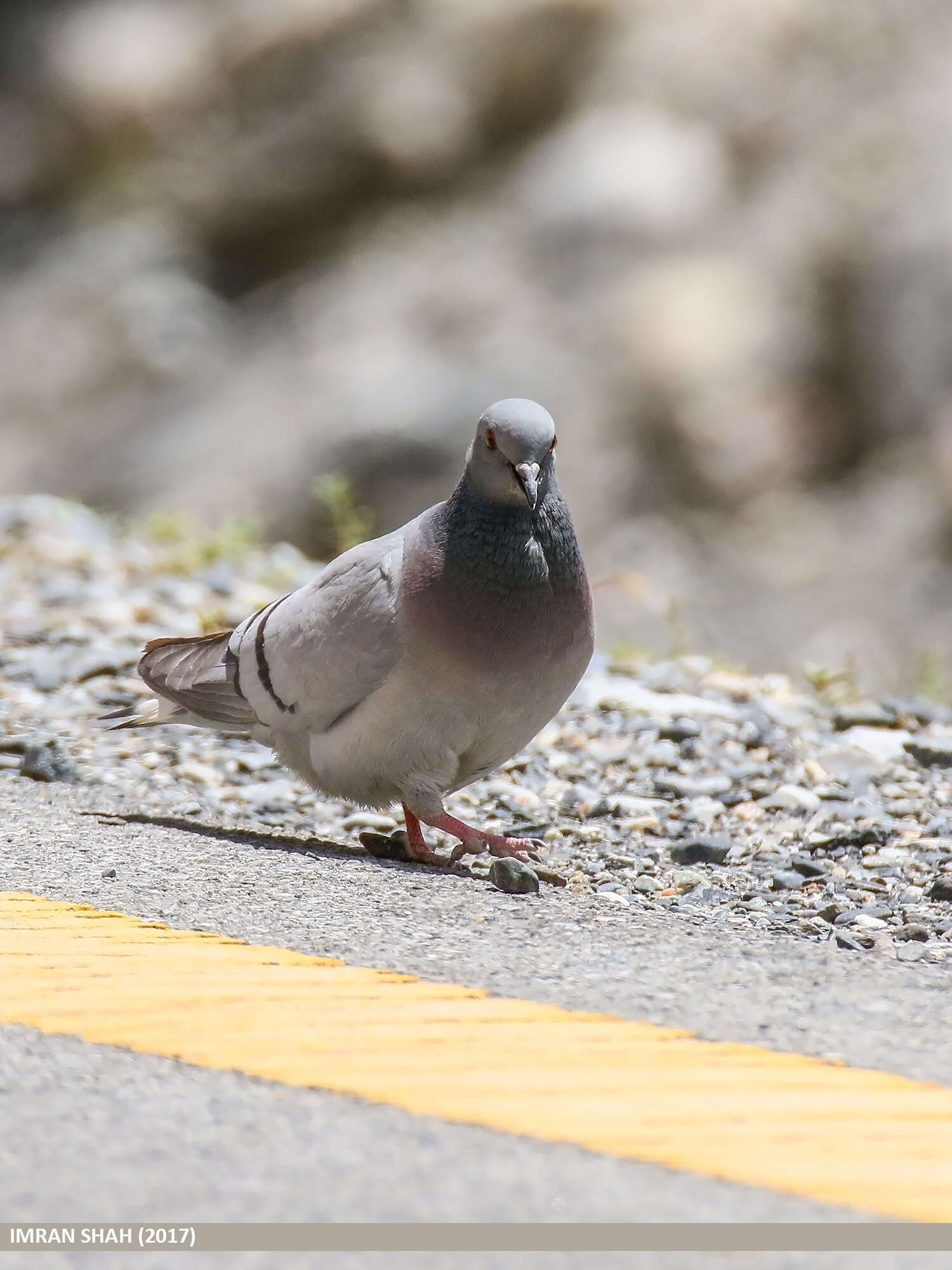 Image of Hill Pigeon