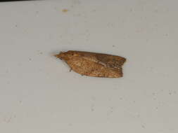 Image of Light brown apple moth