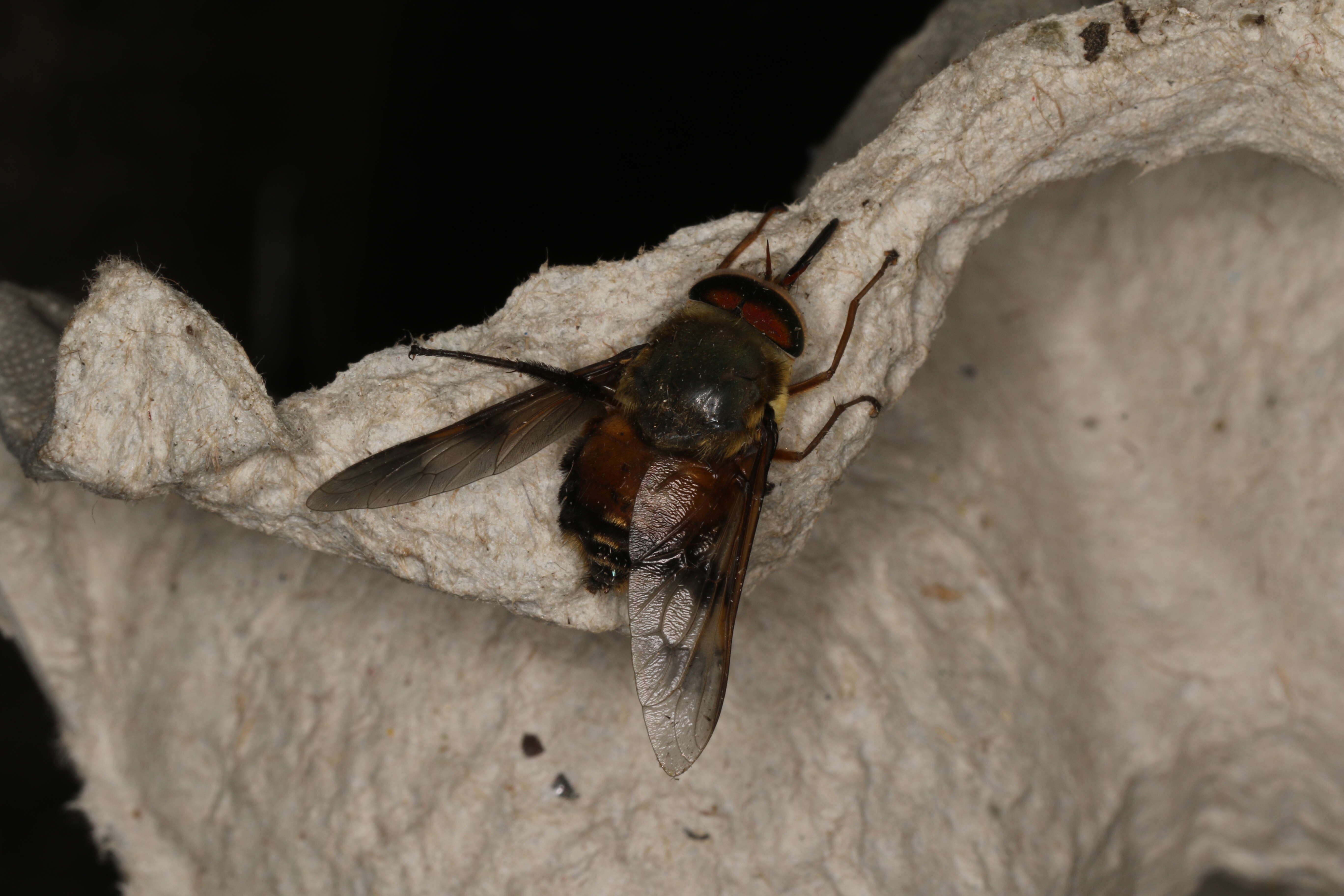 Image of horse and deer flies