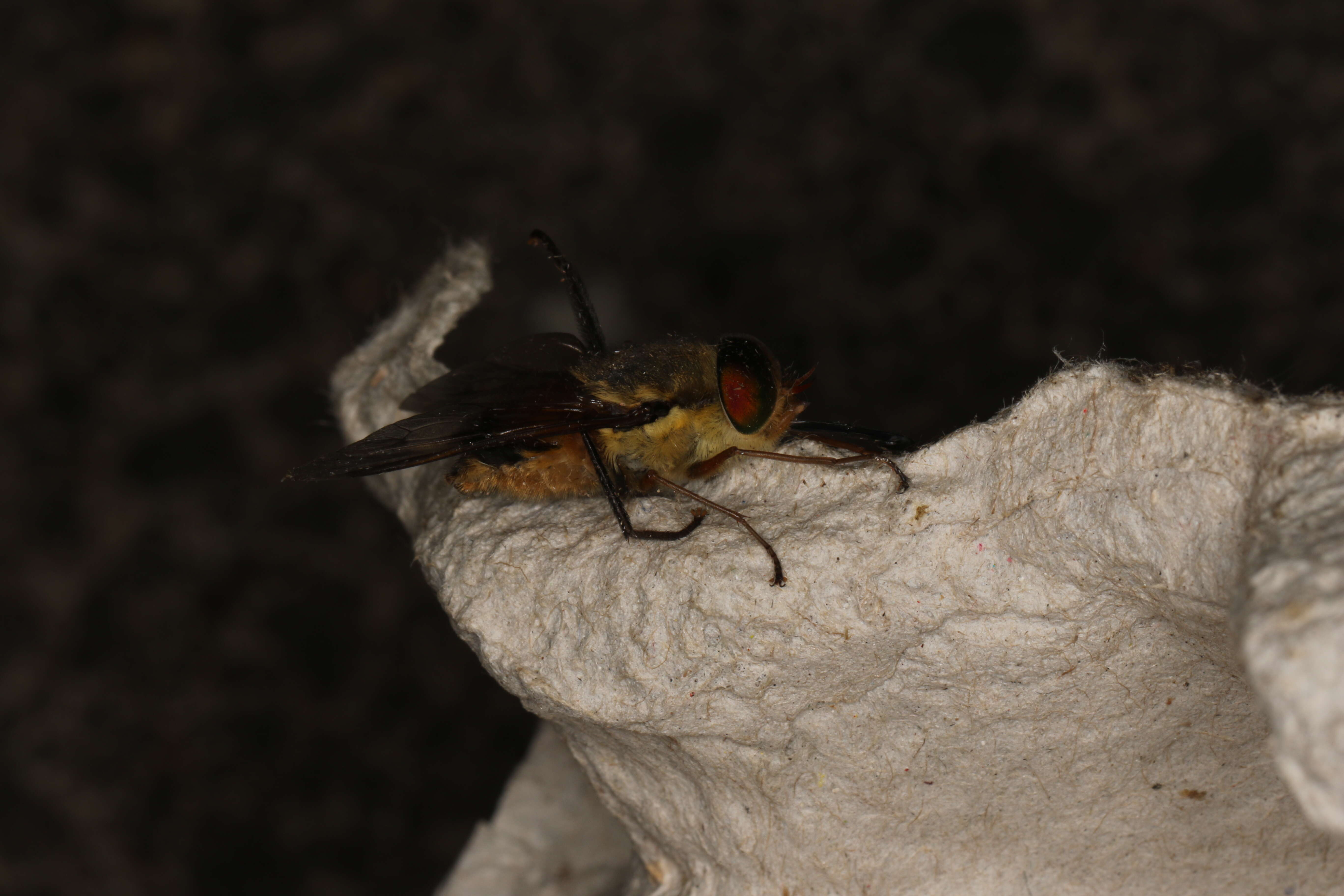 Image of horse and deer flies