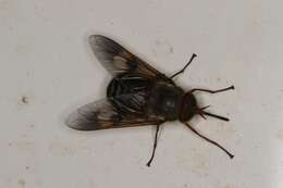 Image of horse and deer flies