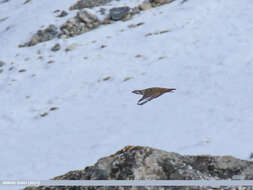 Image of Himalayan Snowcock