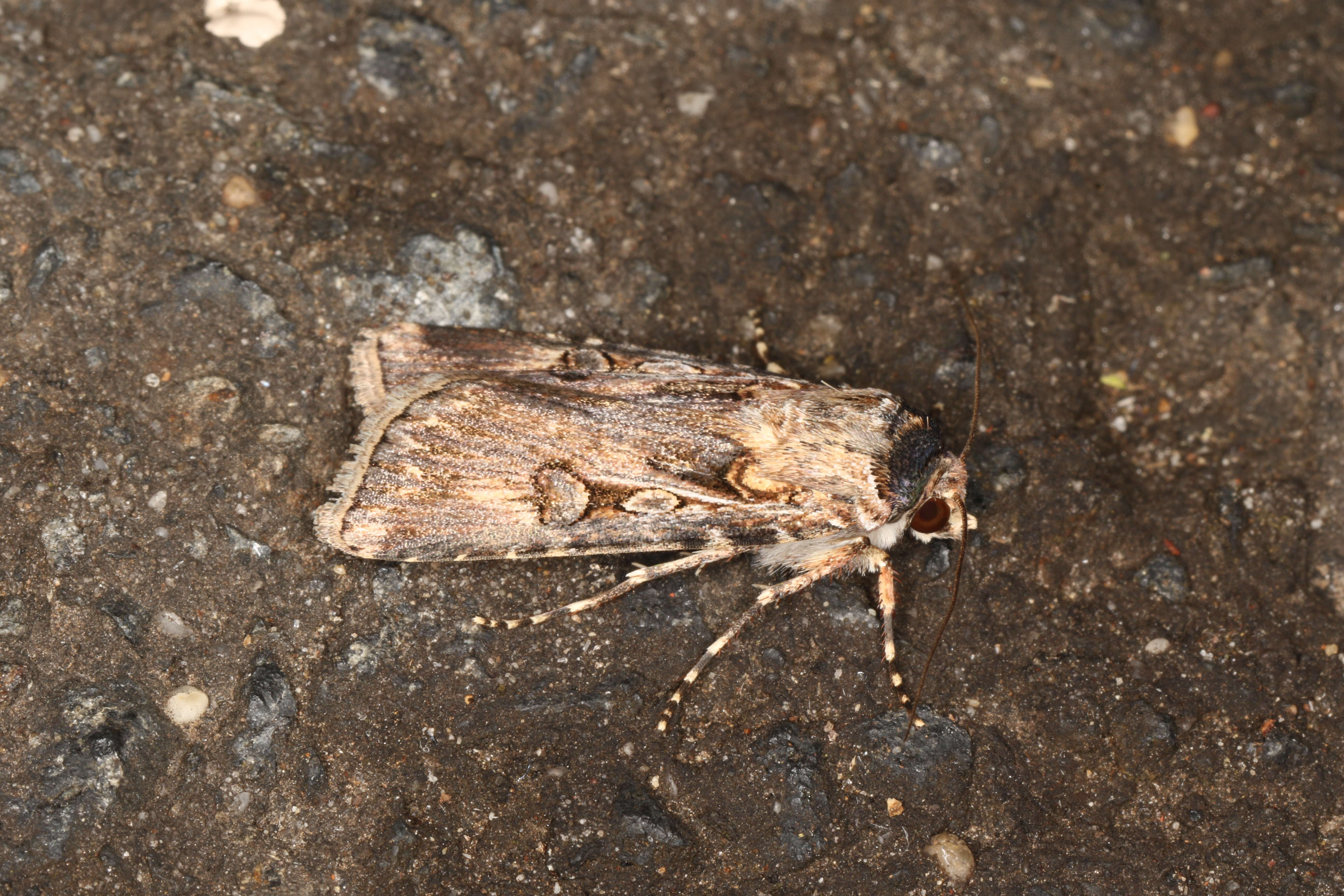 Image of Agrotis munda Walker 1856