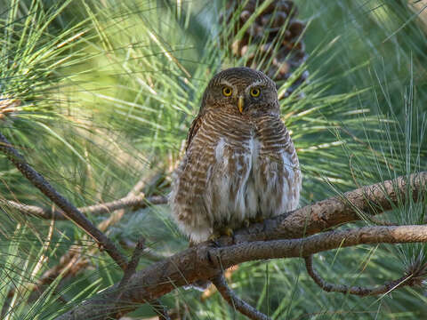 Image of Asian Barred Owlet