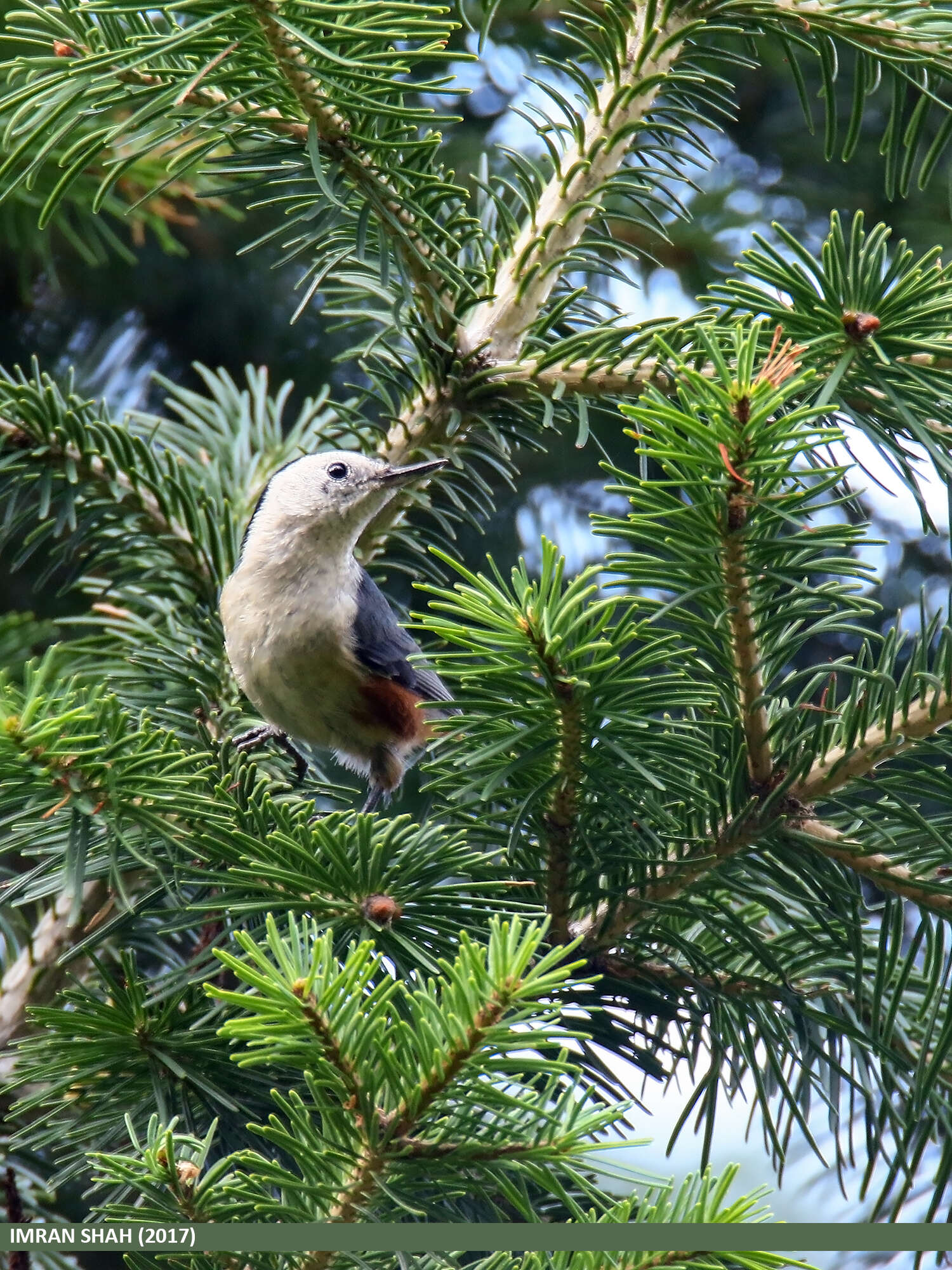 Слика од Sitta leucopsis Gould 1850