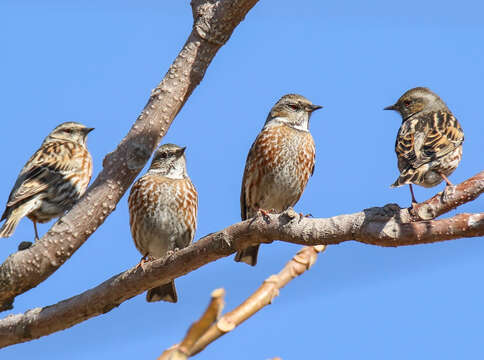 Image of Altai Accentor