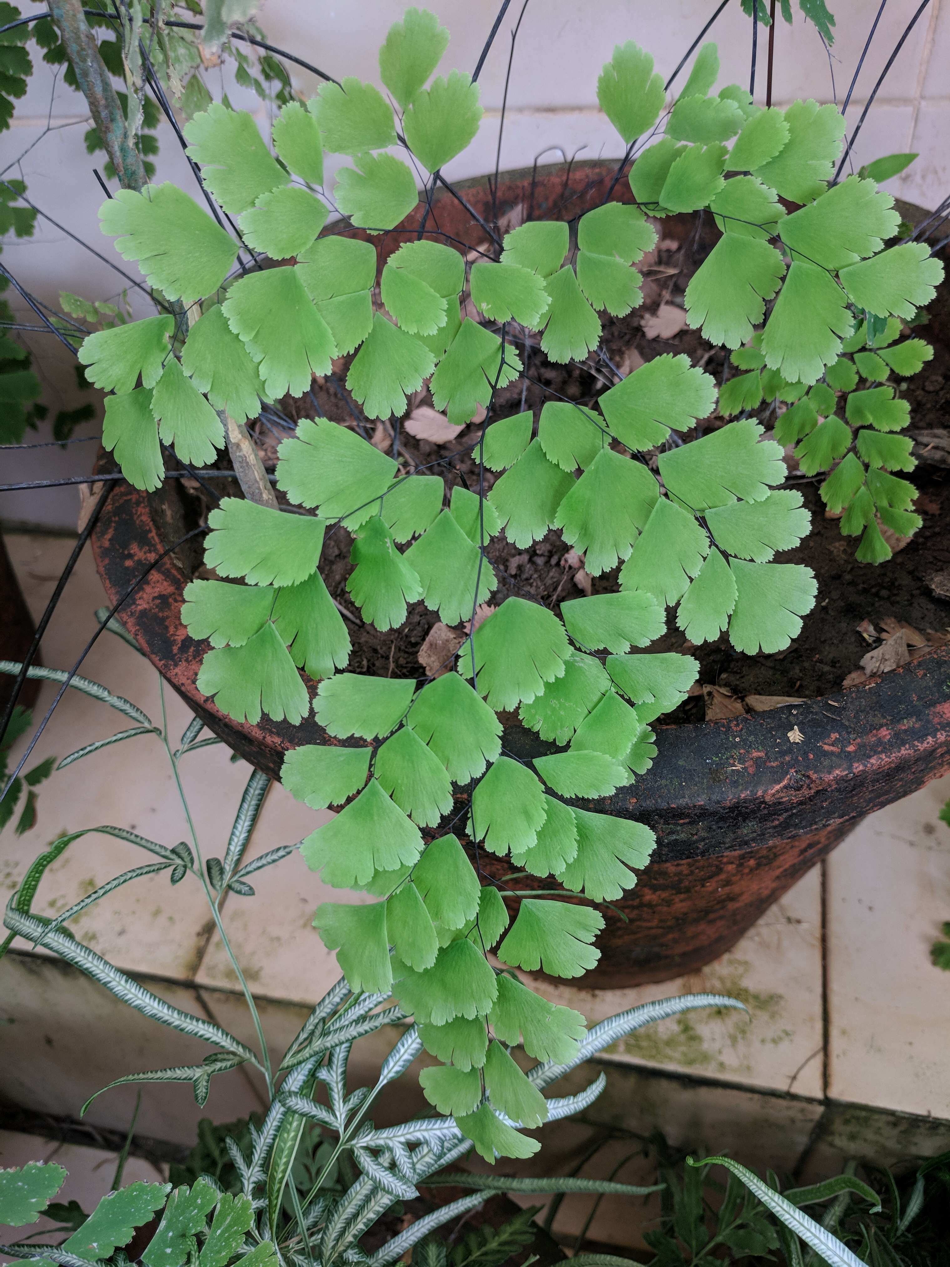 Image de Adiantum raddianum C. Presl