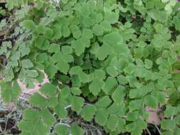 Image de Adiantum raddianum C. Presl