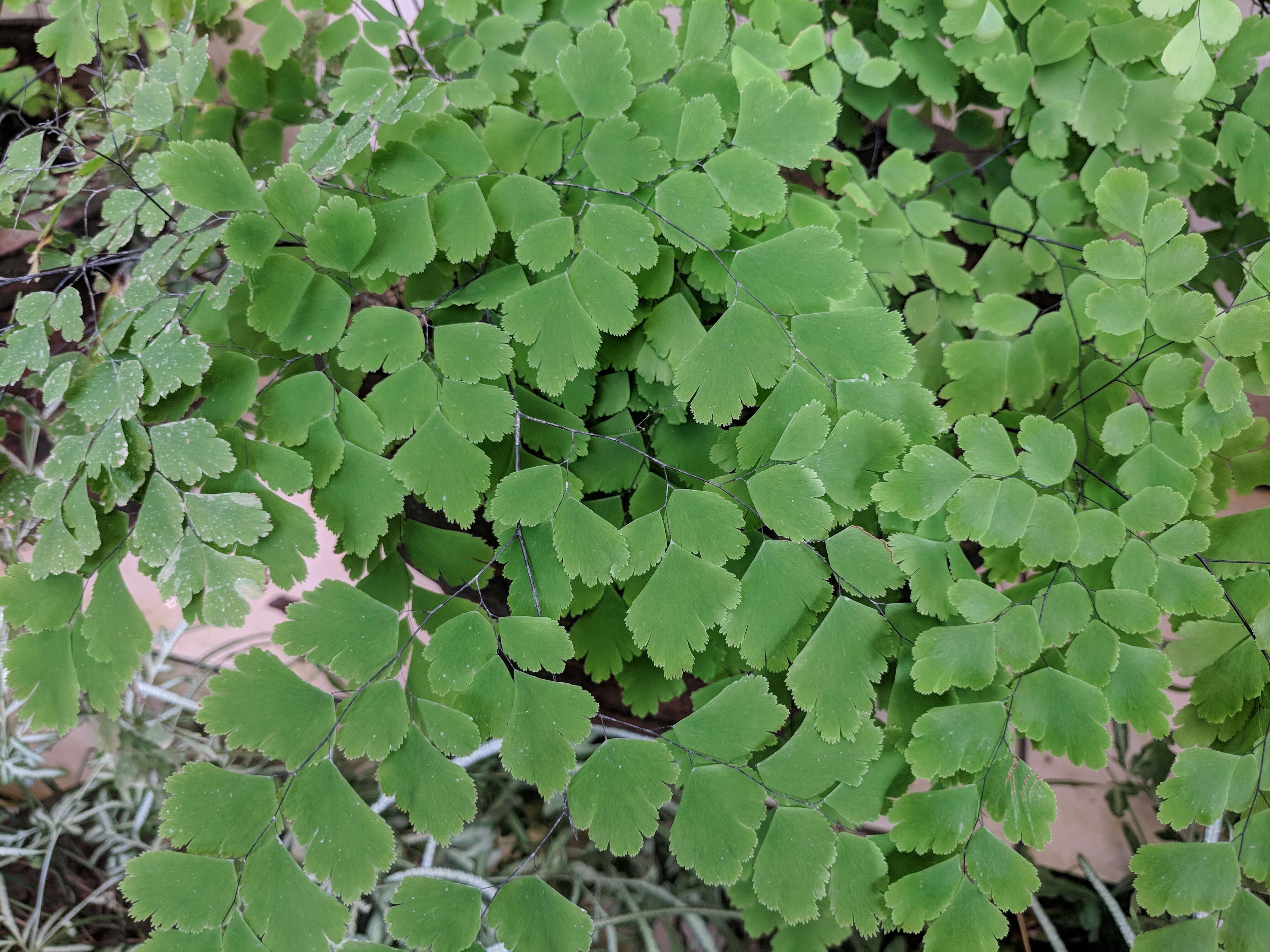 Image de Adiantum raddianum C. Presl