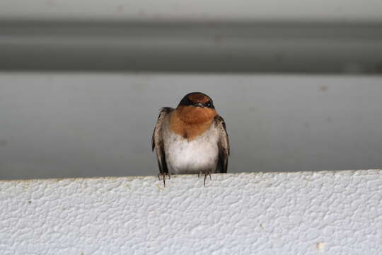 Image of Welcome Swallow