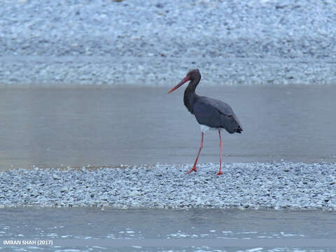 Image of Black Stork