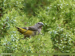 Image of White-winged Grosbeak