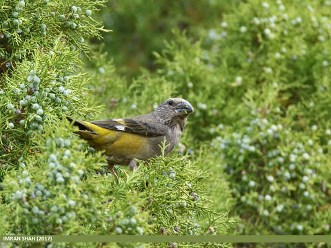 Image of White-winged Grosbeak