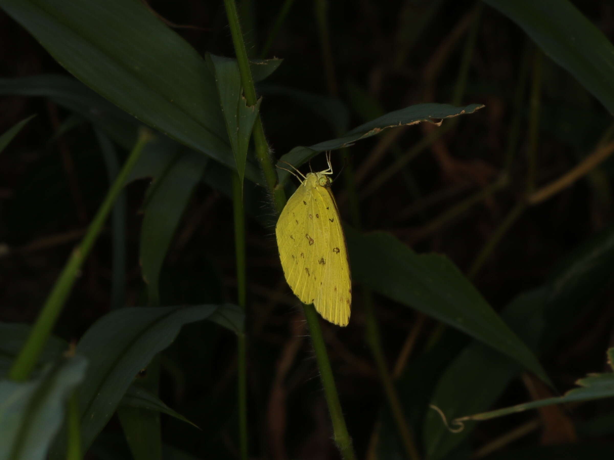 Слика од Eurema hecabe (Linnaeus 1758)