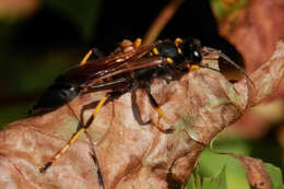 Image of mud daubers