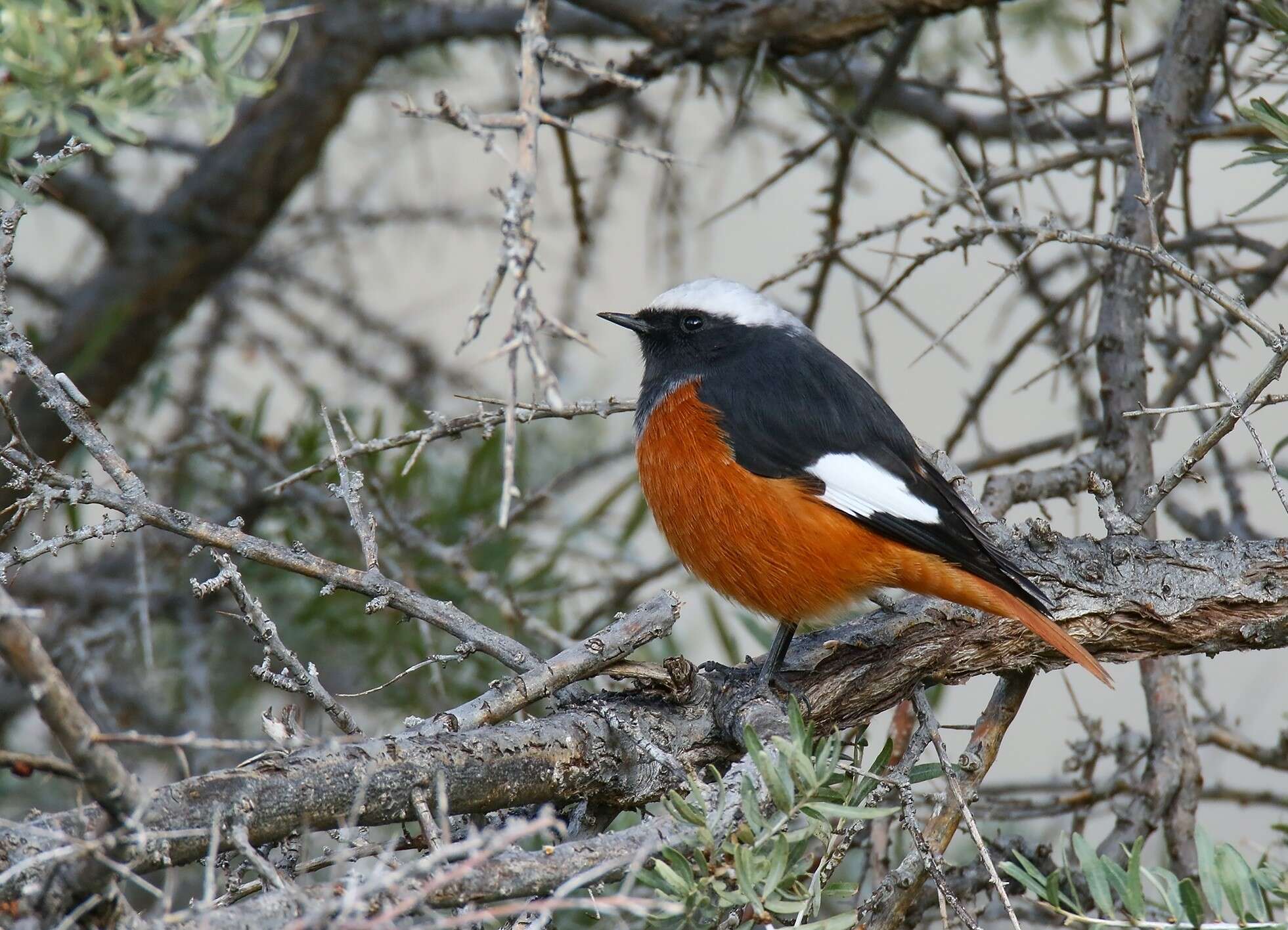 Image of Güldenstädt's Redstart