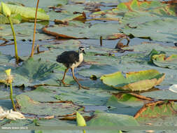 Image of White-breasted Waterhen