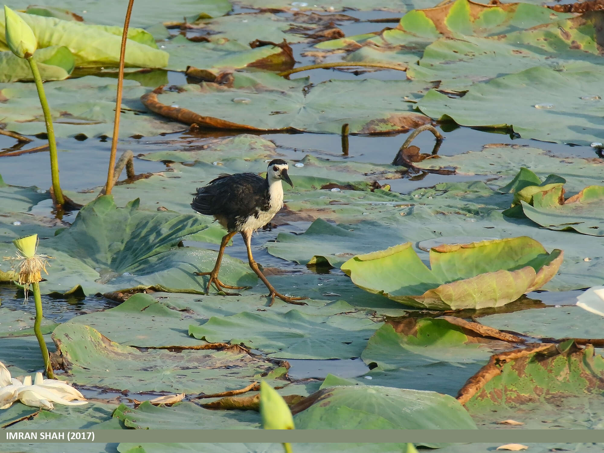 Image of White-breasted Waterhen