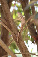 Image of Malagasy Giant Chameleon