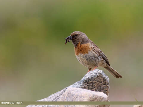 Imagem de Prunella rubeculoides (Moore & F 1854)