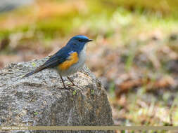 Image of Orange-flanked Bush-Robin