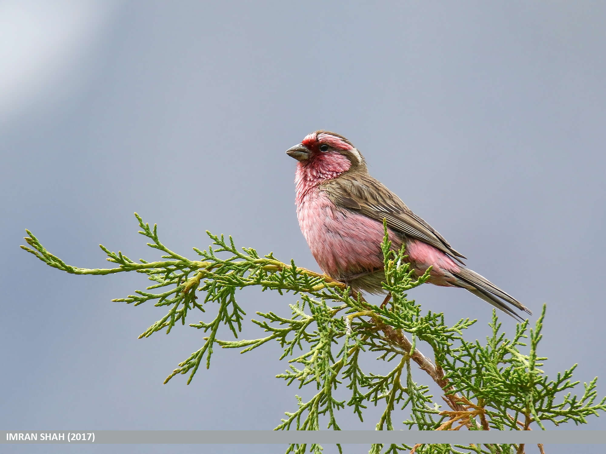 Image of Himalayan White-browed Rosefinch